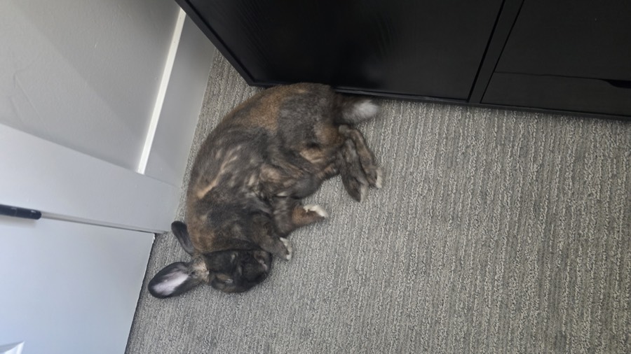 Daemon the rabbit