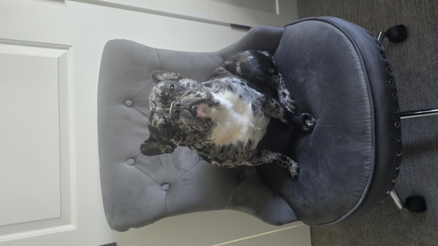 Rebel the French Bulldog